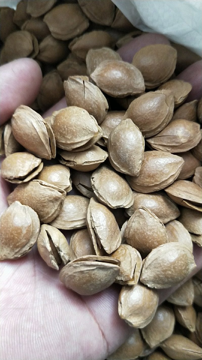 开口杏核杏仁，一首货源，没有中间商差价，