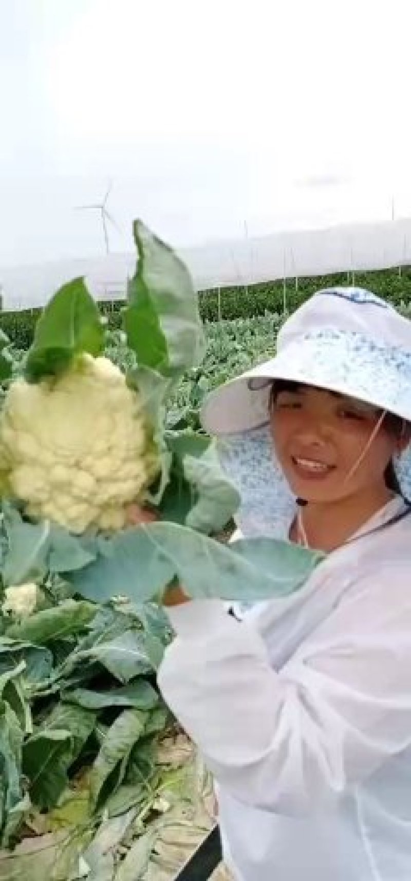 有机花菜西兰花大量上市基地直发诚信经营欢迎选购