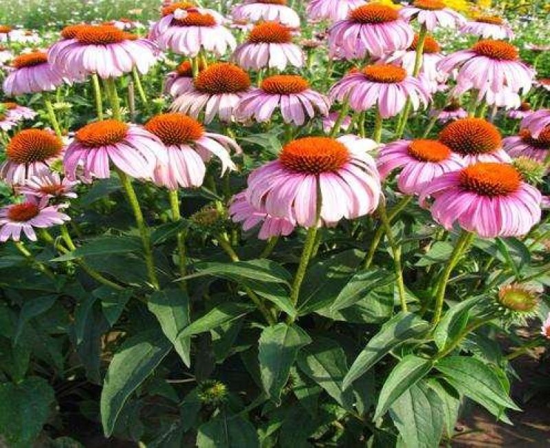 松果菊种子易种易活观赏药用四季开花花种