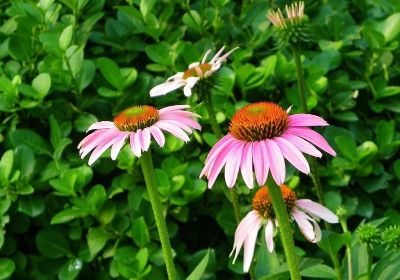 松果菊种子易种易活观赏药用四季开花花种
