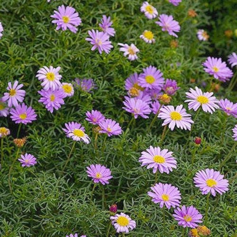 五色菊籽种易种易活花海公园庭院观赏植物