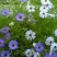 五色菊籽种易种易活花海公园庭院观赏植物