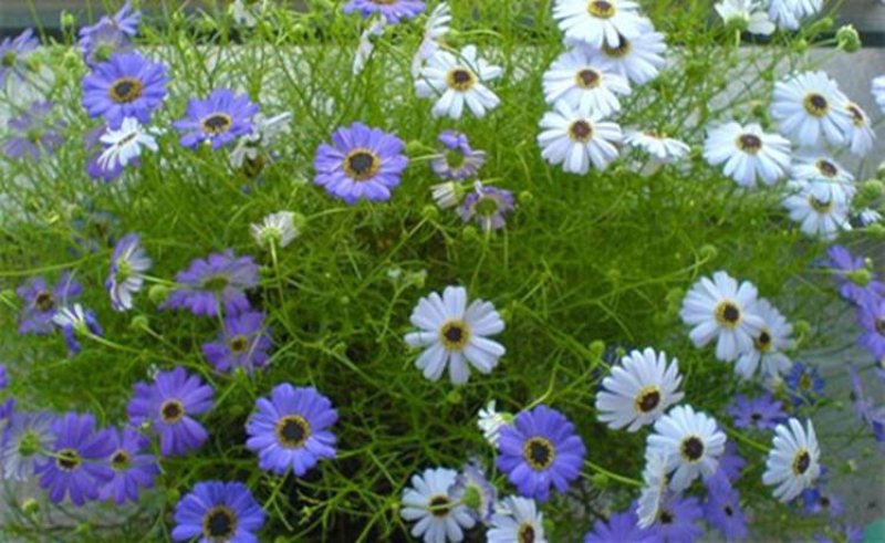 五色菊籽种易种易活花海公园庭院观赏植物