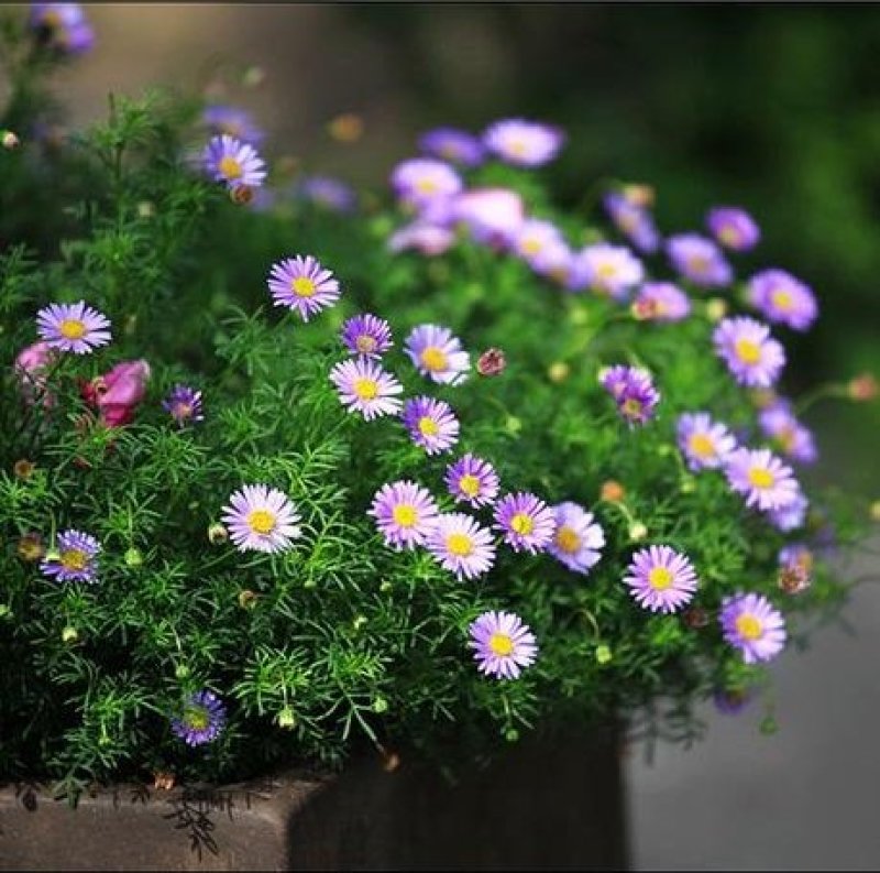 五色菊籽种易种易活花海公园庭院观赏植物