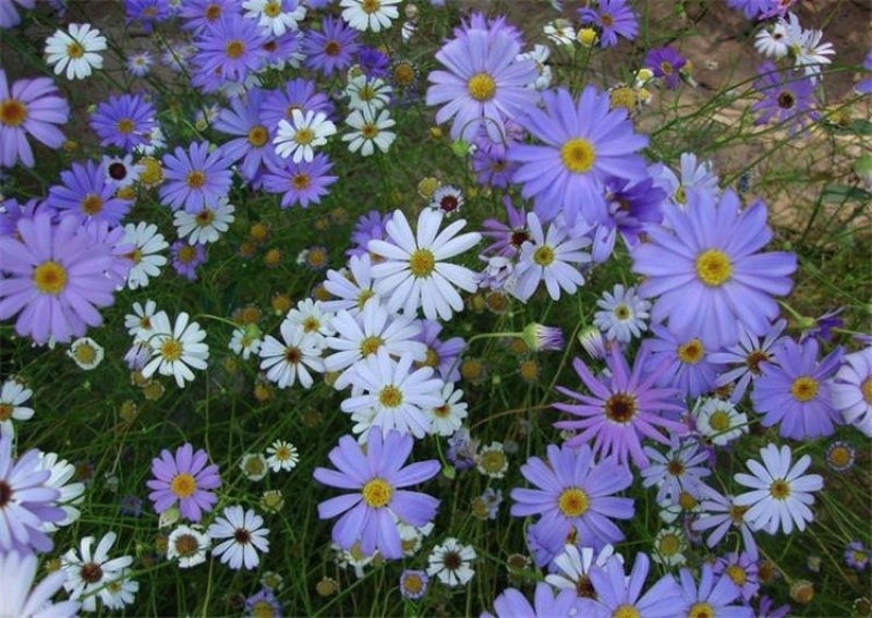五色菊籽种易种易活花海公园庭院观赏植物