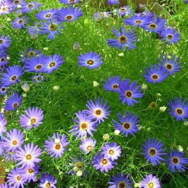 五色菊籽种易种易活花海公园庭院观赏植物