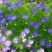 五色菊籽种易种易活花海公园庭院观赏植物