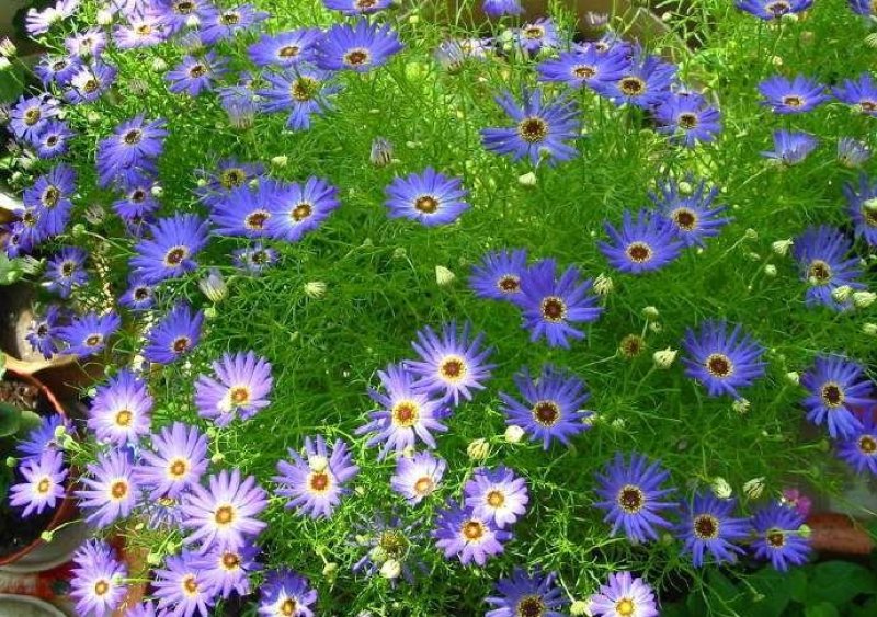 五色菊籽种易种易活花海公园庭院观赏植物