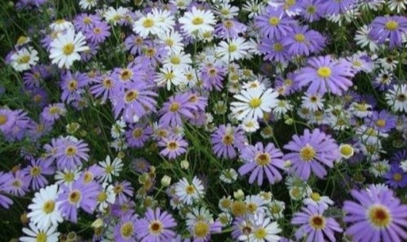五色菊籽种易种易活花海公园庭院观赏植物