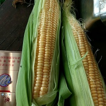 玉米水果玉米，花糯，小花，大花，新甜六号