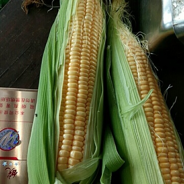 玉米水果玉米，花糯，小花，大花，新甜六号