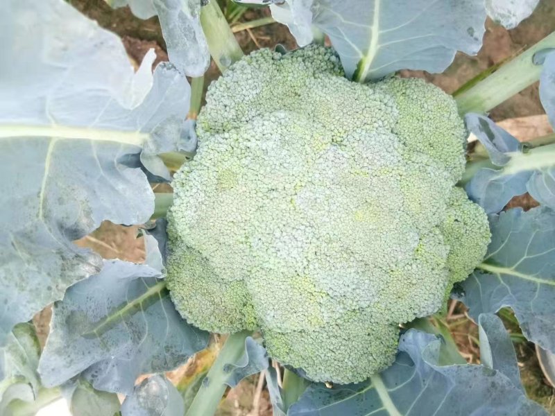慈溪博海喜精品西兰花