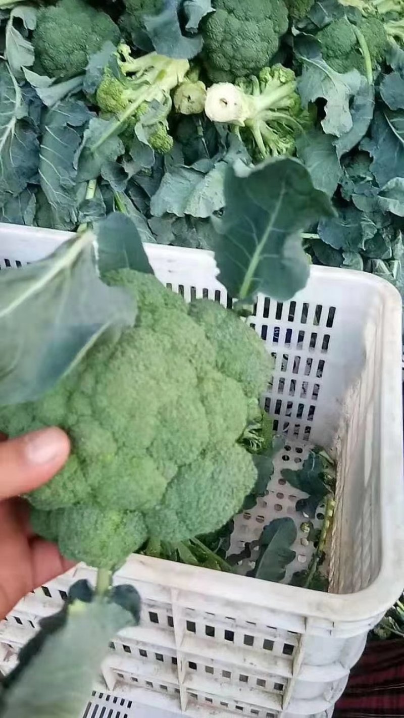 慈溪博海喜精品西兰花