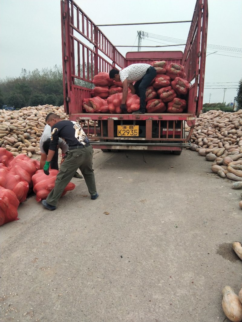 博海基地大量供应加工厂青南瓜