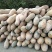 博海基地大量供应加工厂青南瓜