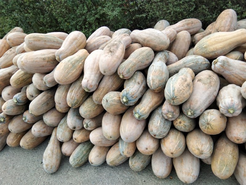 博海基地大量供应加工厂青南瓜