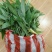 黄精苗(籽育苗)