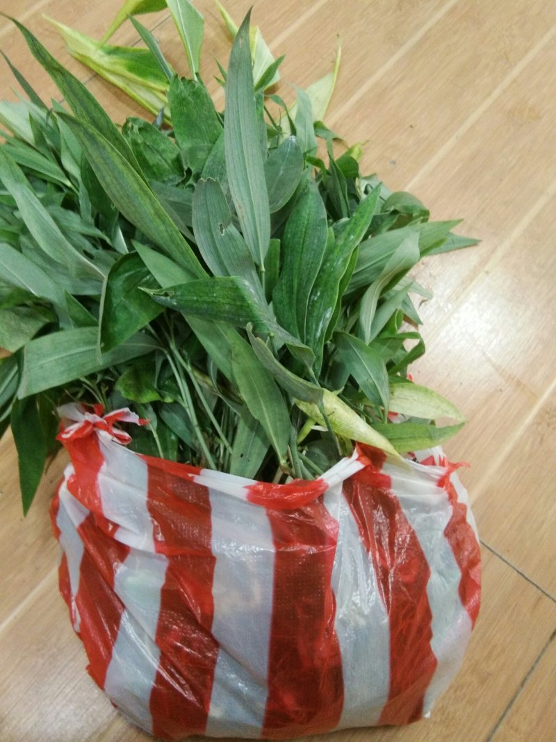 黄精苗(籽育苗)
