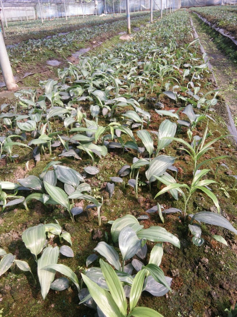 黄精苗(籽育苗)