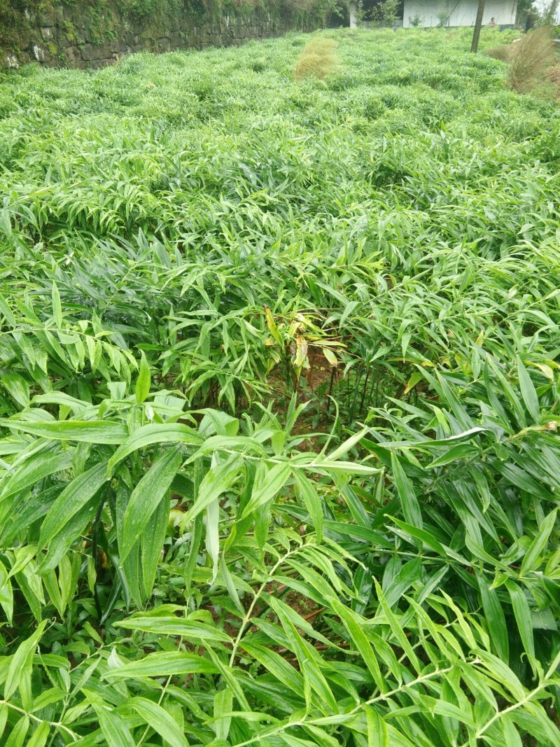 黄精苗(籽育苗)