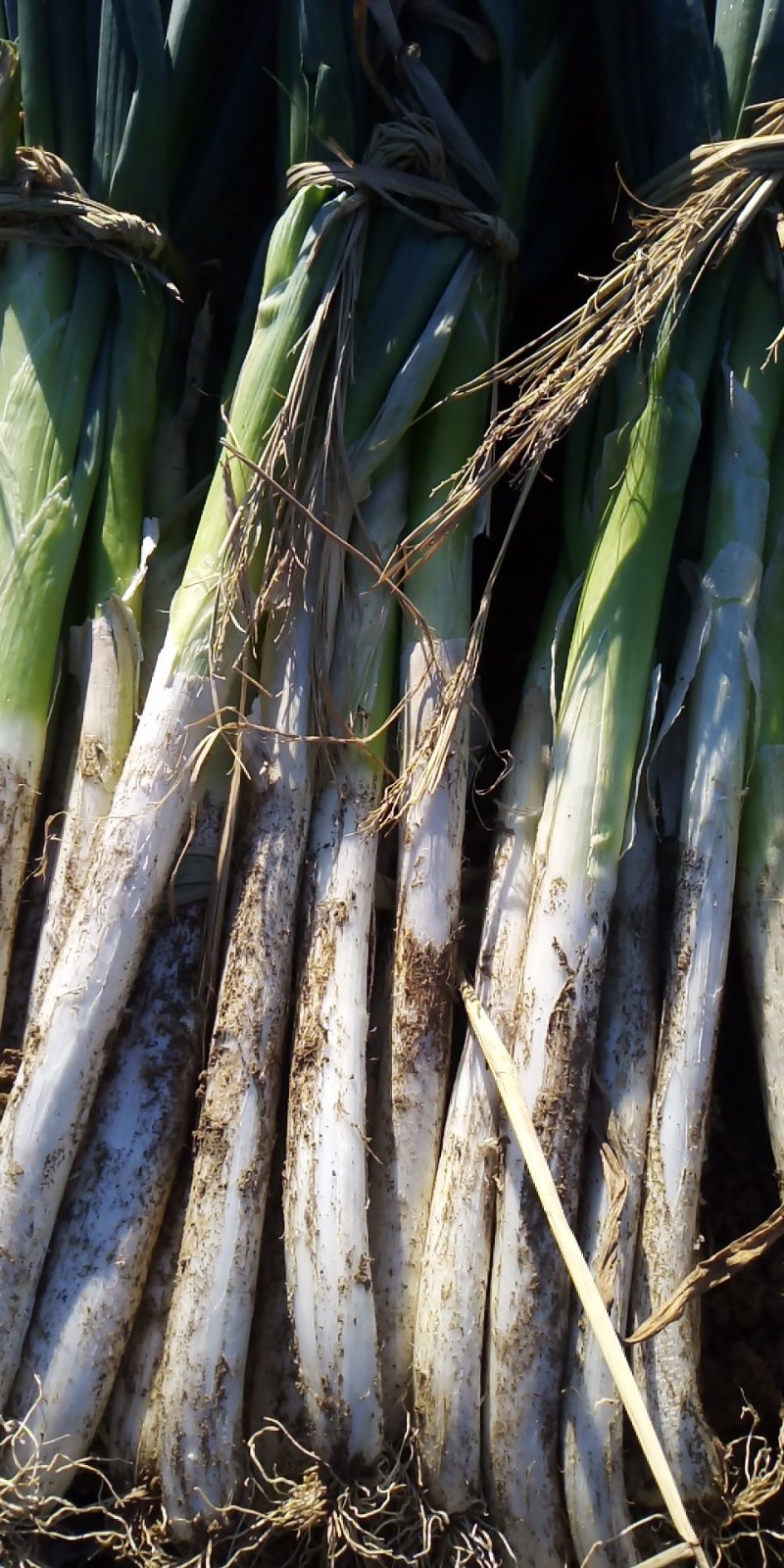 高白大葱