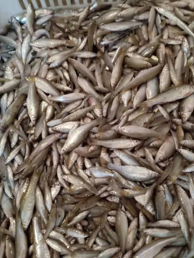 麦穗鱼，冻品，冰鲜，大量供应