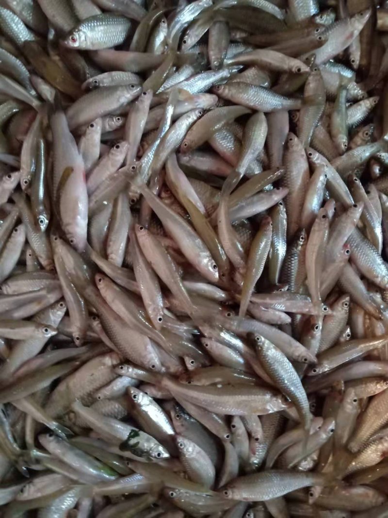 麦穗鱼，冻品，冰鲜，大量供应