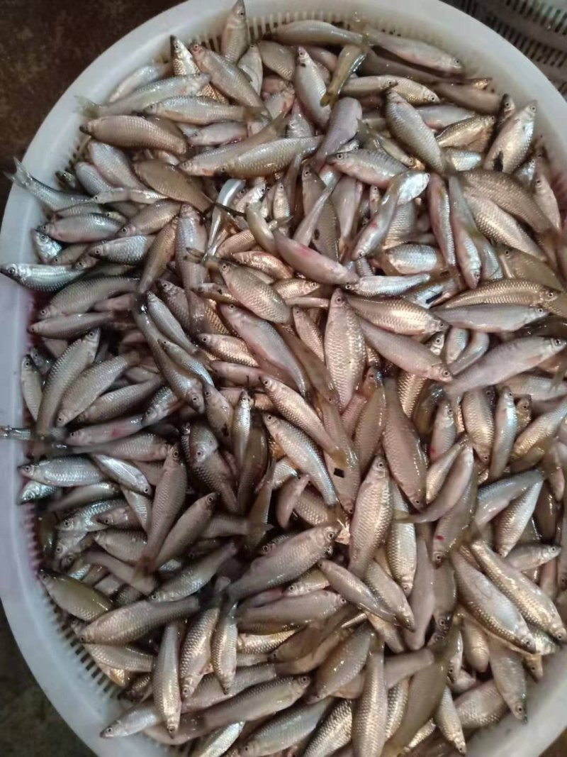 麦穗鱼，冻品，冰鲜，大量供应