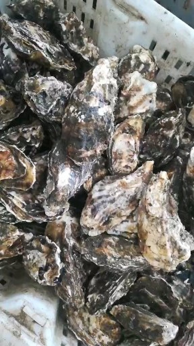 大连生蚝