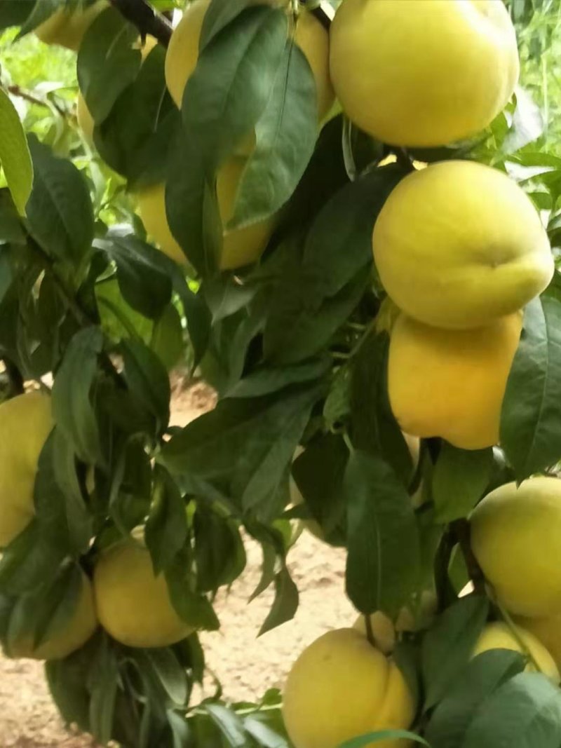 大黄桃桃树苗芒果味，质量保证全国包邮，基地直销。