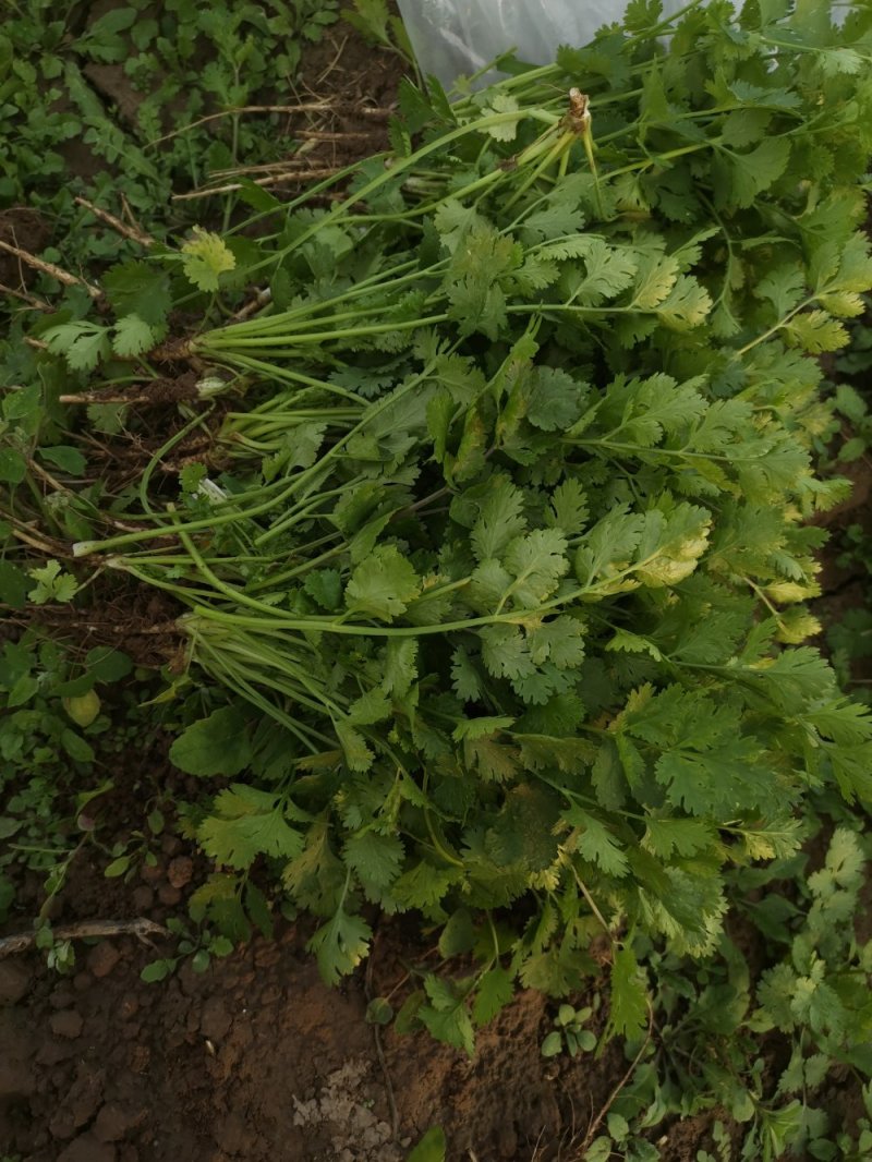 香菜