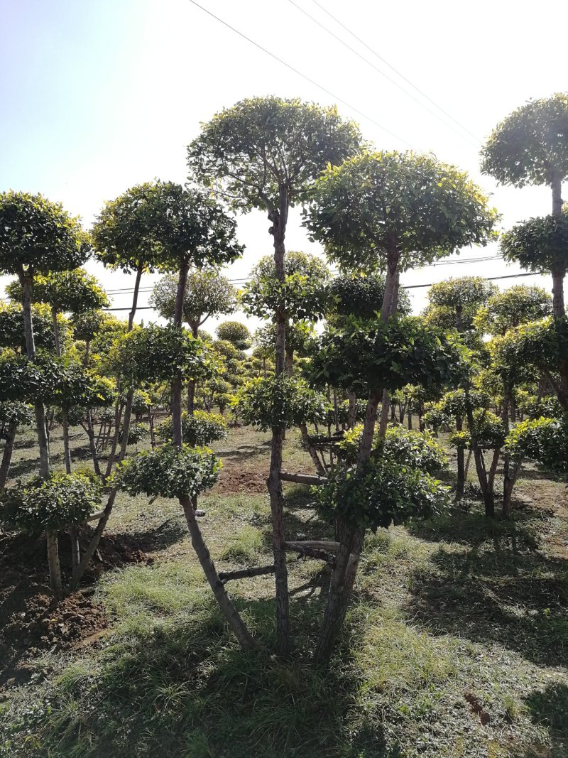 辽宁开原金叶榆造型树繁育基地规格齐全质量保证全国发货