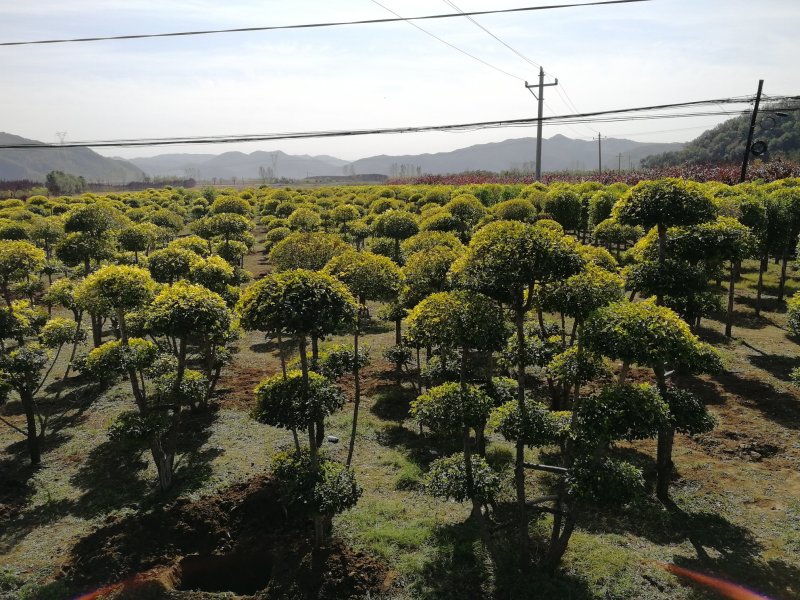 辽宁开原金叶榆造型树繁育基地规格齐全质量保证全国发货