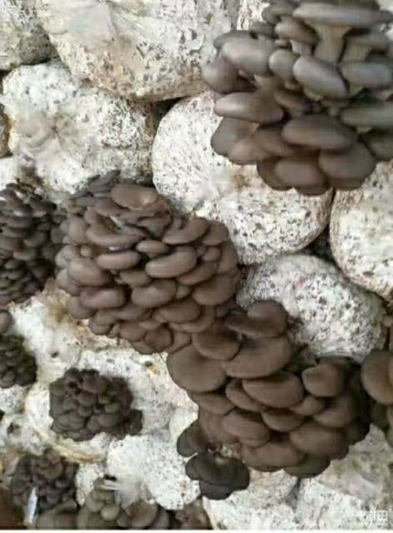 平菇菌棒