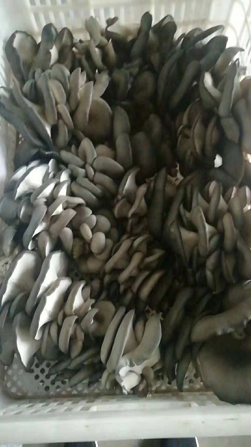 平菇菌棒