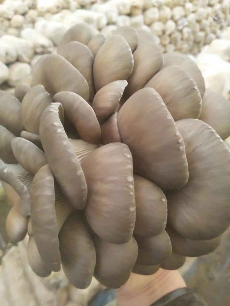 平菇菌棒