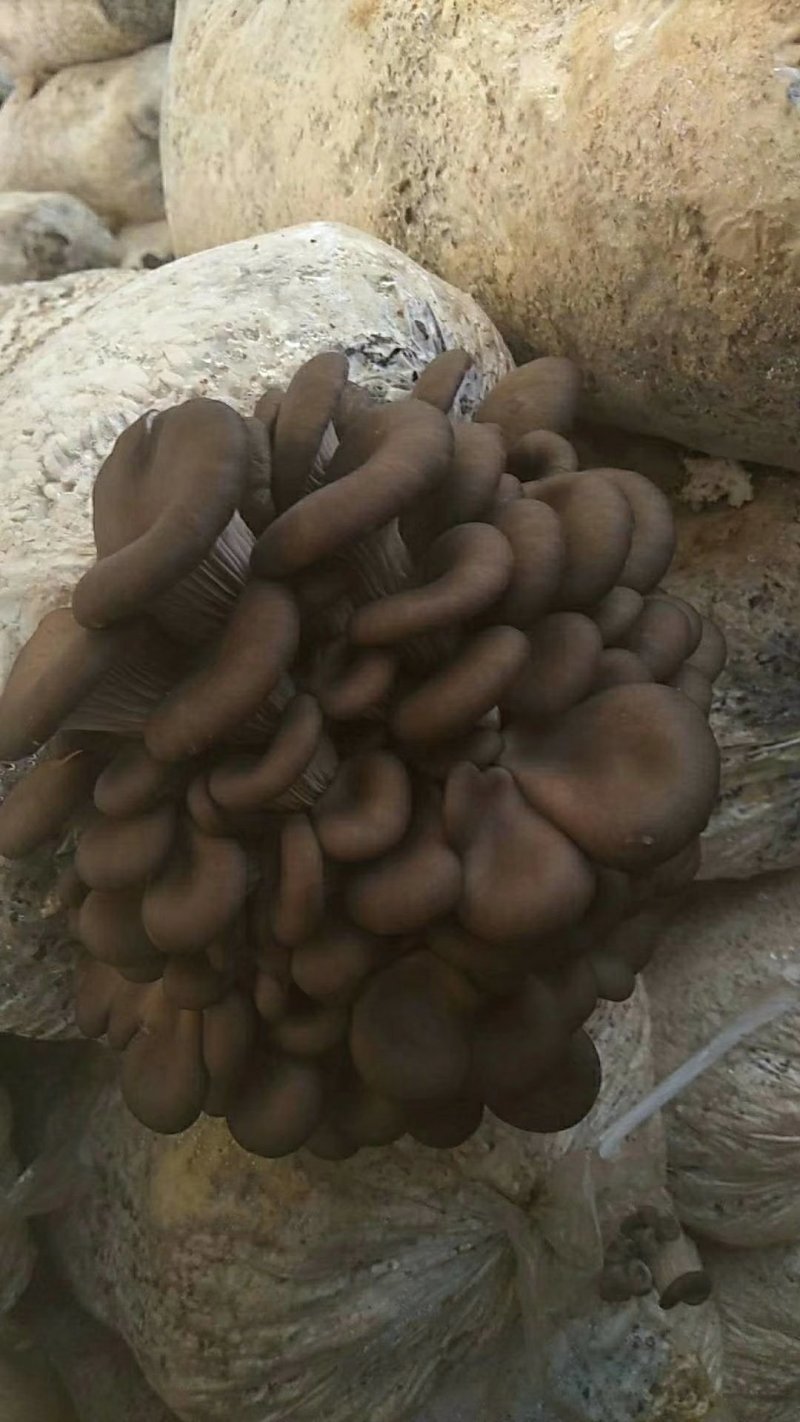 平菇菌棒