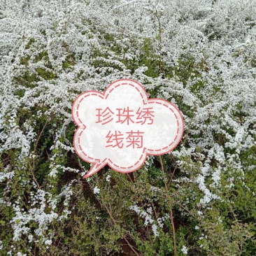 珍珠绣线菊，从生珍珠绣线菊绿化工程苗