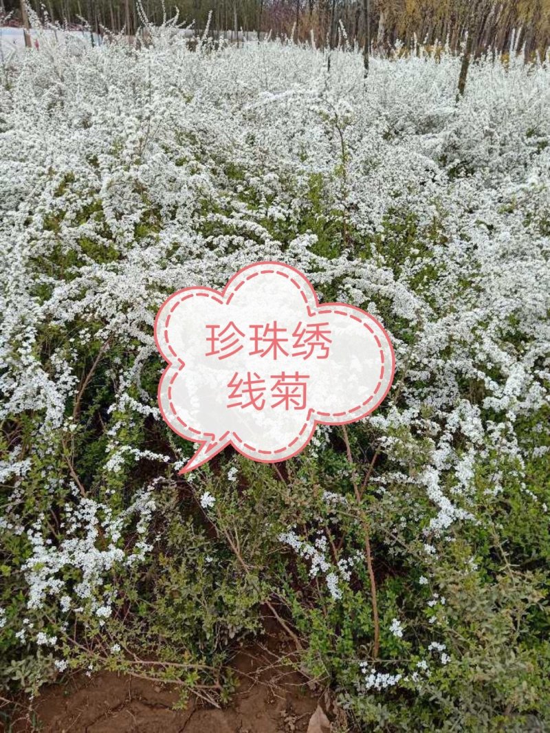 珍珠绣线菊，从生珍珠绣线菊绿化工程苗