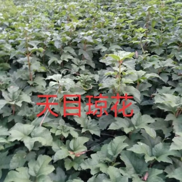 天目琼花，从生天目琼花，大棵天目琼花