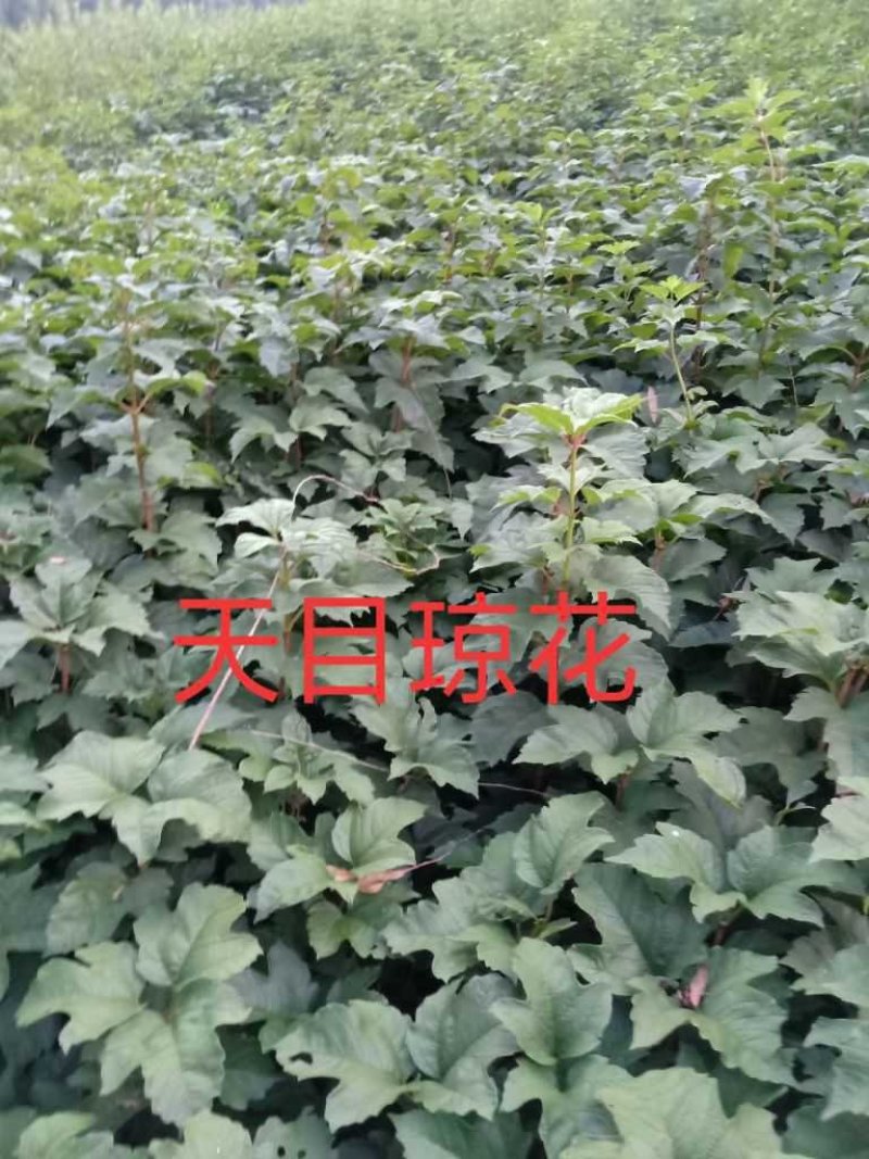 天目琼花，从生天目琼花，大棵天目琼花