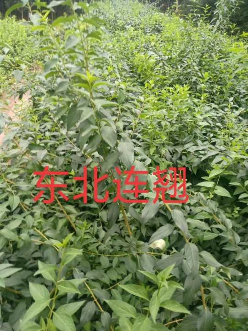 原产地直发新鲜蔬果长期供应随时可聊