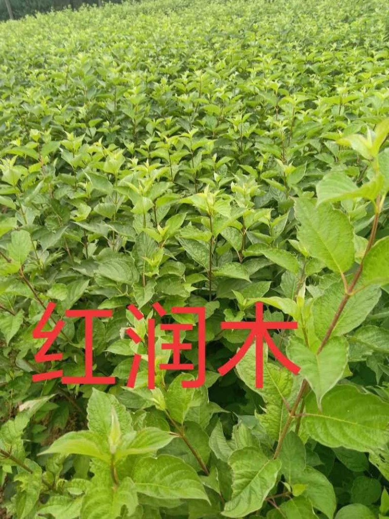 红润木，优质从生红瑞木，大棵从生红瑞木