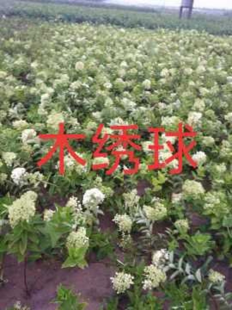 木绣球，大花水亚木，绿化小苗