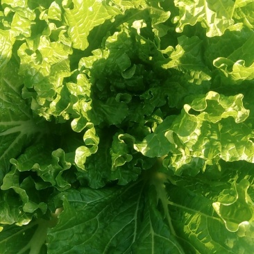 大白菜7斤以上