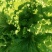 大白菜7斤以上