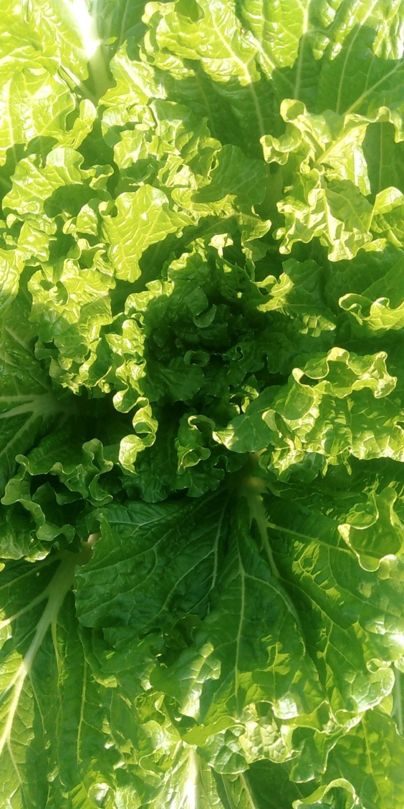 大白菜7斤以上