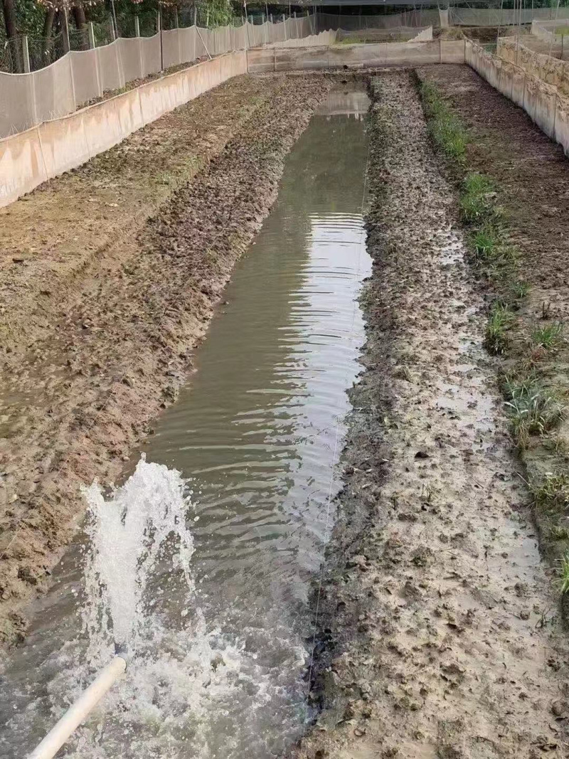 活体青蛙苗黑斑蛙苗种蛙苗蝌蚪苗幼蛙苗小蝌蚪苗