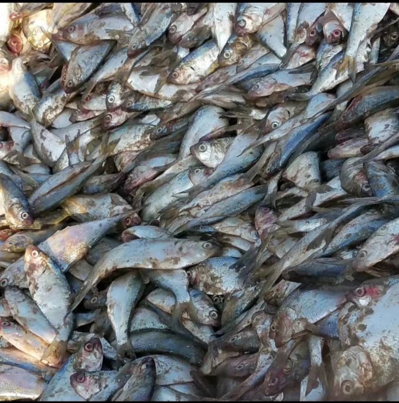 进口鱼粉，国产鱼粉《包邮》，鲜鱼加工，纯鱼粉。