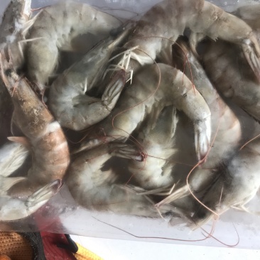 白对虾